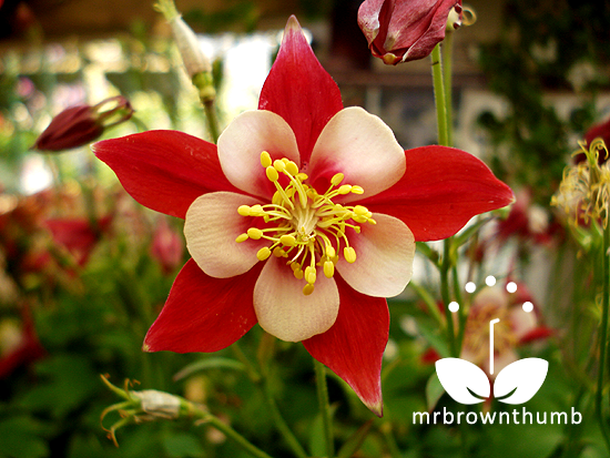 How-To-Collect-Columbine-Flower-Plant-Seeds